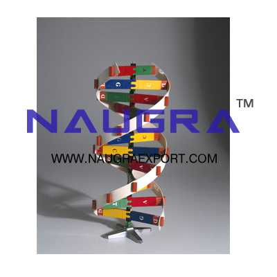 Human D.N.A Kit  Anatomy Model for Biology Lab