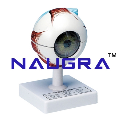 Human Eye 6 Parts Anatomy Model for Biology Lab