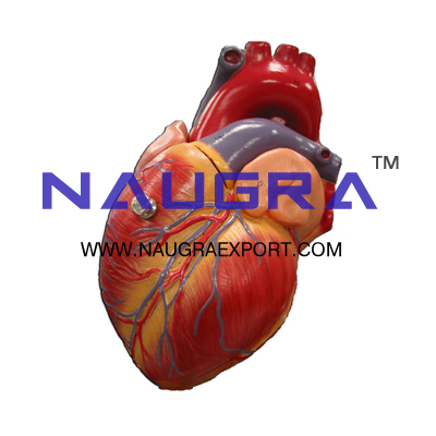 Human Heart, 4 Parts Anatomy Model for Biology Lab