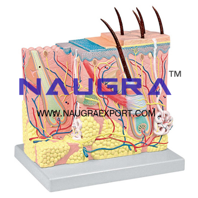 Human Skin Anatomy Model for Biology Lab