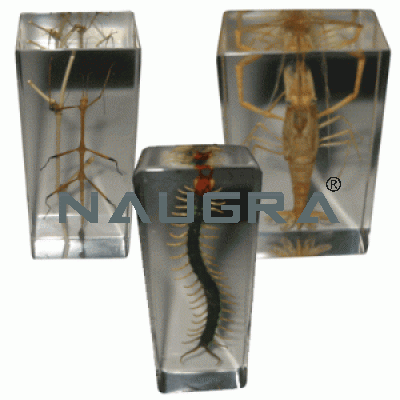 Real Life Science Specimens Sea Life for Biology Lab