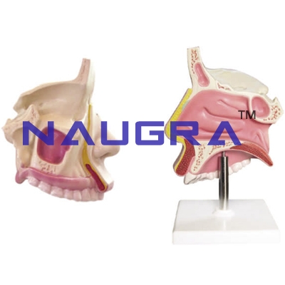 Human Nasal Cavity Model - Human Anatomy for Biology Lab