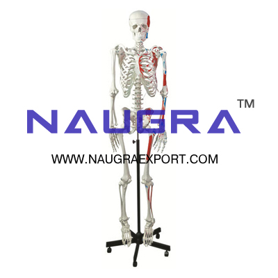 Human Muscular Skeleton for Biology Lab