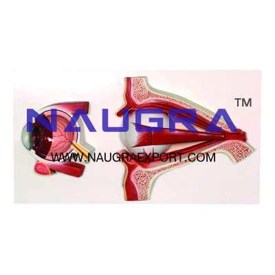 Human Eye Demonstration 5 Parts Anatomy Model for Biology Lab