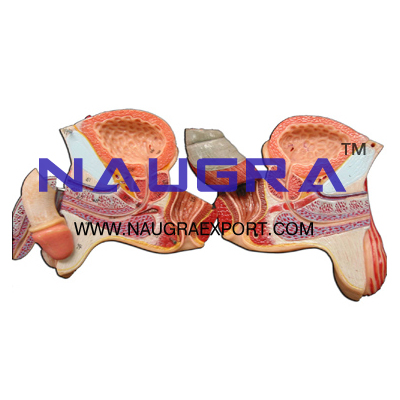 Human Male Genital Organs Anatomy Model for Biology Lab