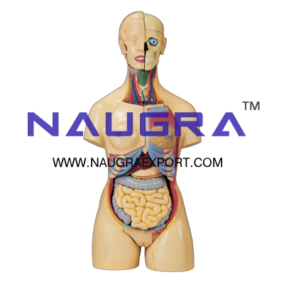 Human Torso Dual Sex 24 Parts for Biology Lab